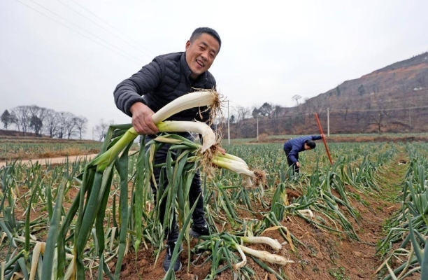 赤峰閆哥大蔥種植基地電話號碼-第1張圖片