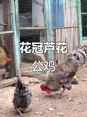 赤峰蘆花大公雞飯店電話號碼-第1張圖片