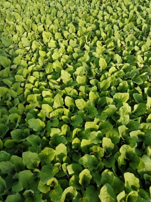 赤峰嫁接圓茄苗基地電話號碼-第1張圖片