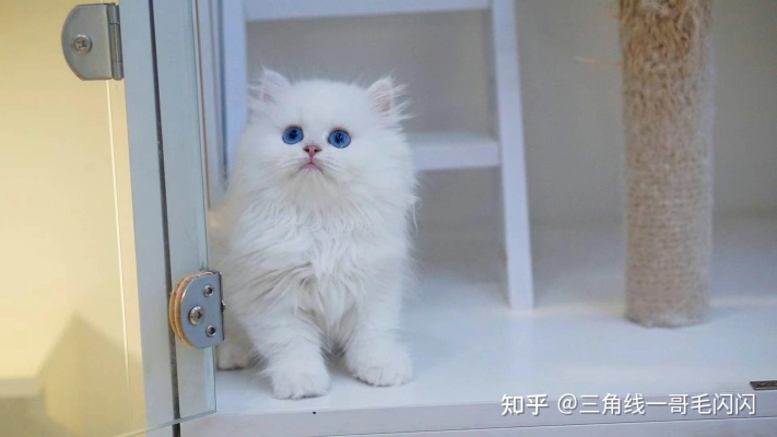 赤峰市閃閃貓舍地址電話號碼-第1張圖片