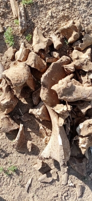 赤峰林西滑旱冰場電話號碼-第1張圖片