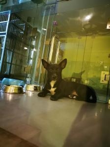 赤峰市柯基寄養(yǎng)中心電話號(hào)碼-第1張圖片