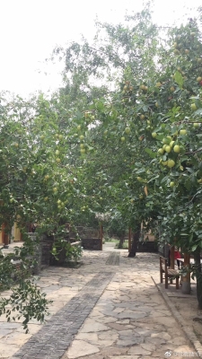 赤峰市棗子采摘基地電話號碼-第1張圖片