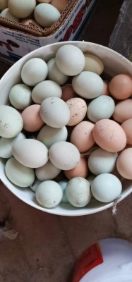 赤峰敖漢活雞屠宰場電話是多少-第1張圖片