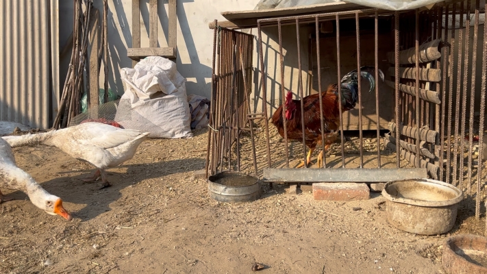 赤峰溜達大鵝電話多少號啊-第1張圖片