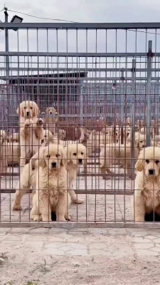 赤峰市金毛犬舍電話多少號(hào)-第1張圖片