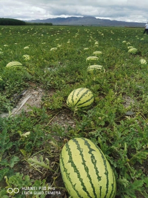 赤峰萬畝西瓜種植基地電話號碼-第1張圖片