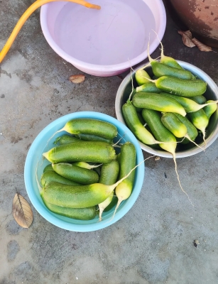 赤峰市區(qū)蔬菜包子店電話號碼-第1張圖片