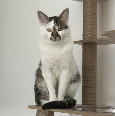 赤峰收寵物貓的電話號碼是多少-第1張圖片