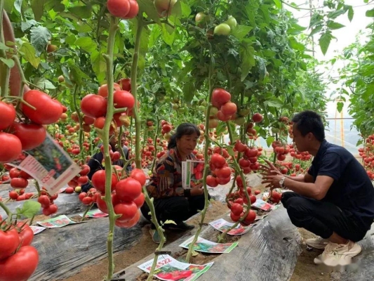 赤峰寧城招商局電話是多少號-第1張圖片