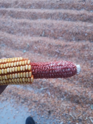 赤峰林西膠粘管廠電話地址查詢-第1張圖片