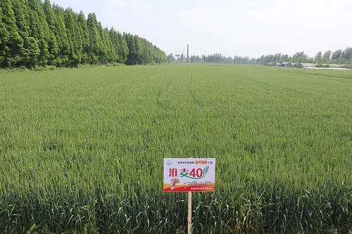 赤峰小麥種子公司電話號碼-第1張圖片