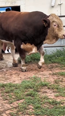 赤峰種牛站-第1張圖片