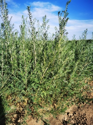 赤峰寵物育苗基地電話號碼查詢-第1張圖片