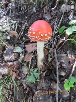 赤峰采小蘑菇電話多少號啊-第1張圖片