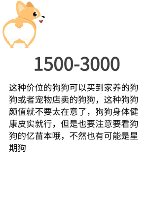 赤峰賣柯基犬的地方電話號(hào)碼-第1張圖片