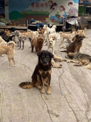 赤峰貓狗救助站電話地址查詢-第1張圖片