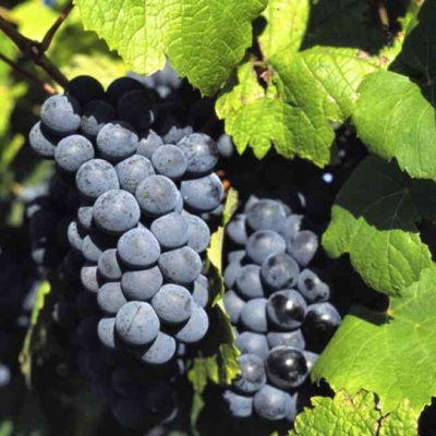 赤峰橋北葡萄園電話號(hào)碼-第1張圖片