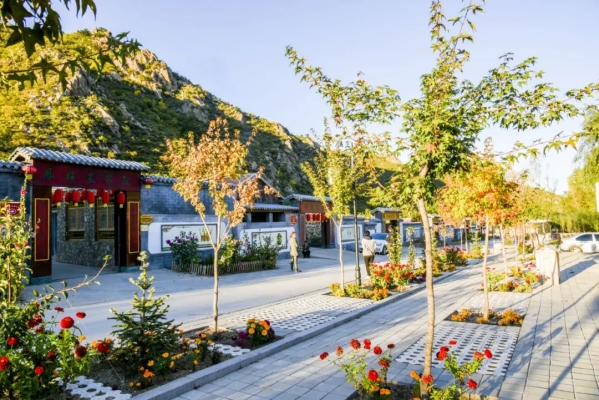 赤峰肉鴨養(yǎng)殖廠家電話號碼-第1張圖片