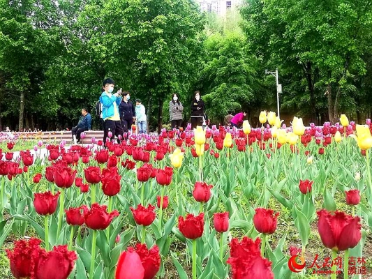 赤峰雨潤鮮花店電話號碼查詢-第1張圖片