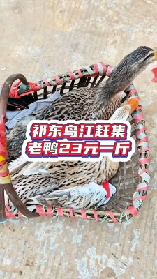 赤峰吃貨鴨子電話號碼多少號-第1張圖片