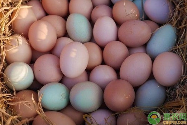 赤峰回收破損雞蛋廠家電話號碼-第1張圖片