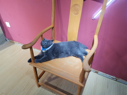 赤峰夢幻島貓咖館電話號(hào)碼-第1張圖片