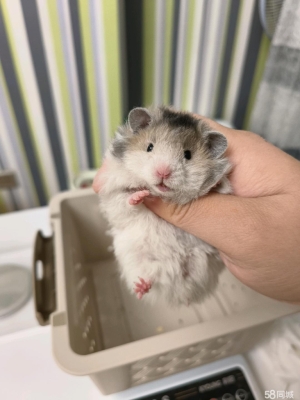 赤峰辛帝寵物診所電話多少號(hào)-第1張圖片