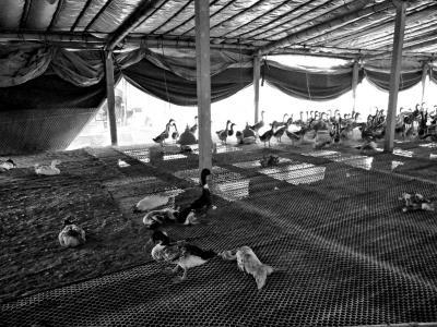 赤峰養(yǎng)鴨合作社電話多少號-第1張圖片