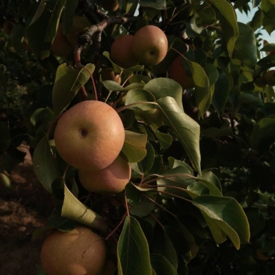 赤峰收購南果梨電話號碼是多少-第1張圖片