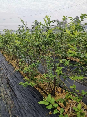 赤峰抗早肥廠家聯(lián)系電話號碼-第1張圖片