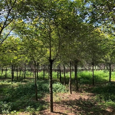 赤峰梧桐花冶煉廠電話號(hào)碼-第1張圖片