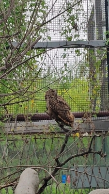 赤峰本地動物救助站電話號碼-第1張圖片