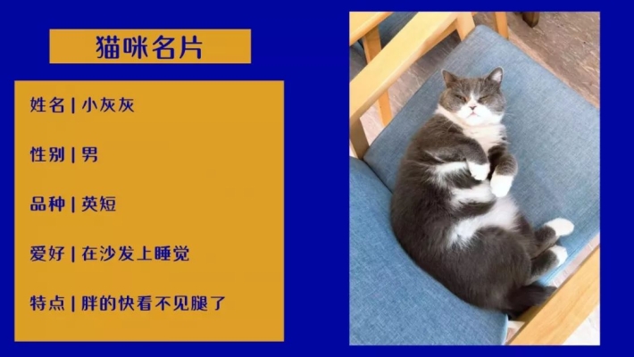 赤峰貓貓咖啡館電話號(hào)碼多少-第1張圖片