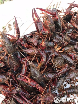 赤峰小龍蝦鮮活批發(fā)電話號碼-第1張圖片