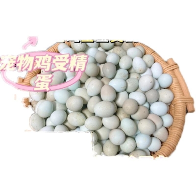 赤峰鵪鶉種蛋基地電話號碼查詢-第1張圖片