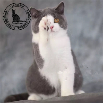 赤峰藍(lán)貓幼貓售賣店電話號碼-第1張圖片