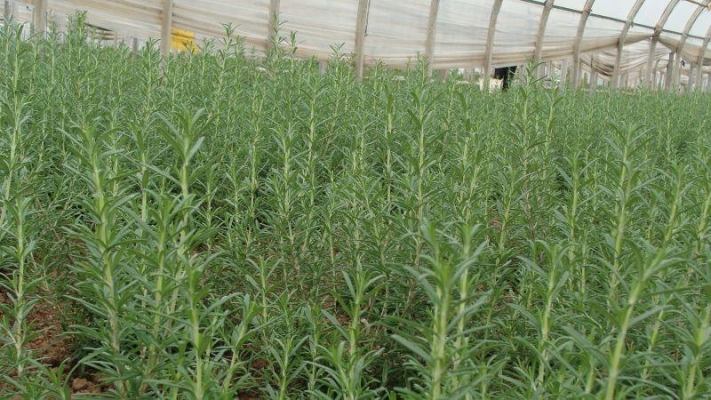 赤峰平莊老姜種植基地電話號(hào)碼-第1張圖片