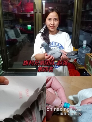 赤峰市貓咪寄養(yǎng)電話號碼查詢-第1張圖片