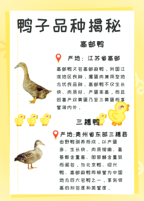 赤峰鴨苗廠家電話號碼多少號-第1張圖片