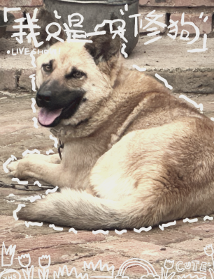 赤峰狗狗代養(yǎng)中心電話多少號(hào)-第1張圖片