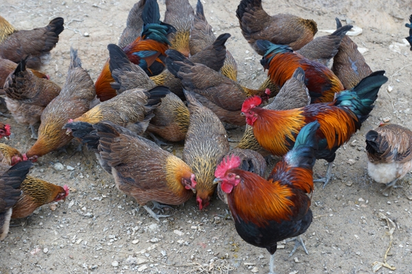 赤峰秦香人家面館地址電話號(hào)碼-第1張圖片