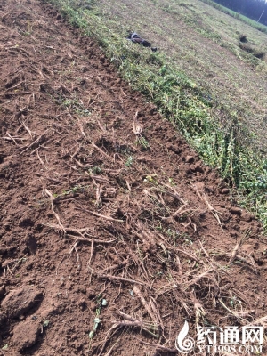 赤峰百草藥材回收店電話-第1張圖片