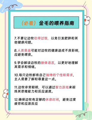 赤峰附近邊牧狗舍電話地址是多少-第1張圖片