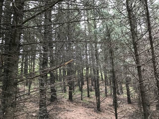 赤峰市收購樹林電話是多少號-第1張圖片