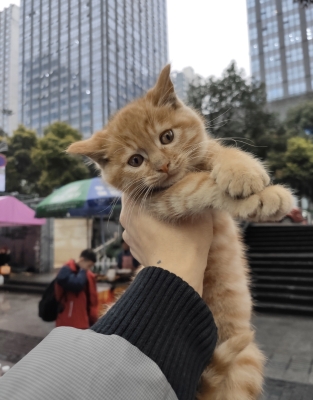 赤峰橘貓買賣網(wǎng)站電話地址查詢-第1張圖片