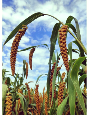 我想找赤峰小米廠家電話-第1張圖片