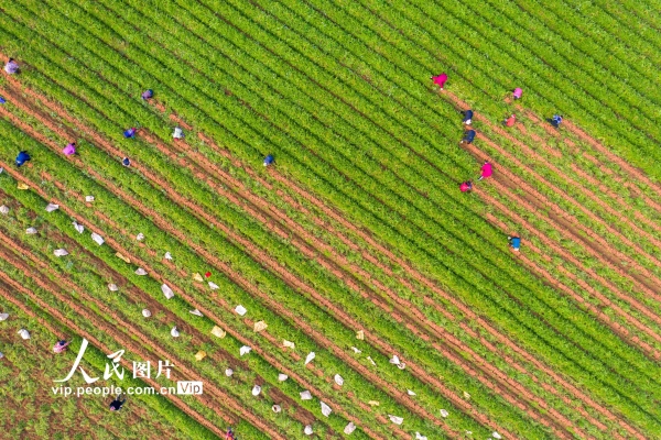 赤峰林西胡蘿卜基地電話號(hào)碼-第1張圖片