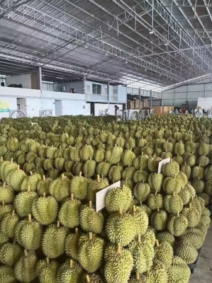 赤峰榴蓮團購電話多少號碼啊-第1張圖片