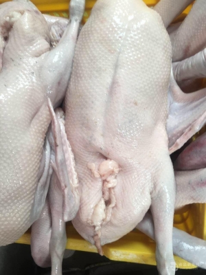 赤峰凍鵝批發(fā)市場電話號碼-第1張圖片